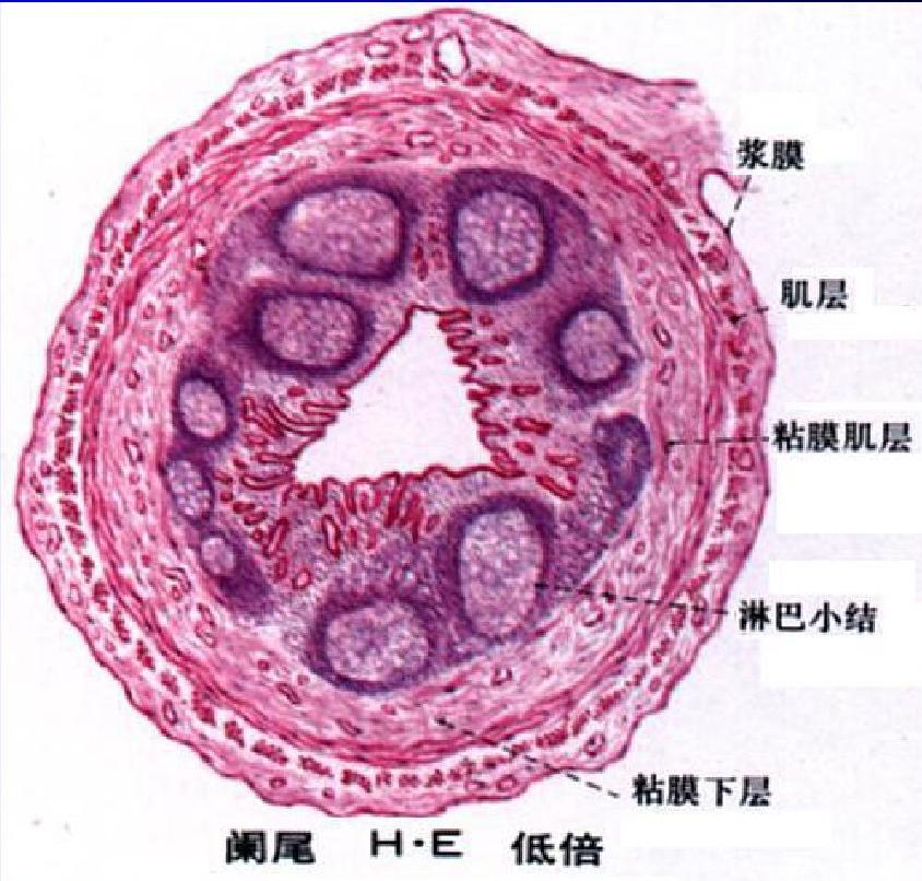 阑尾肌层图片