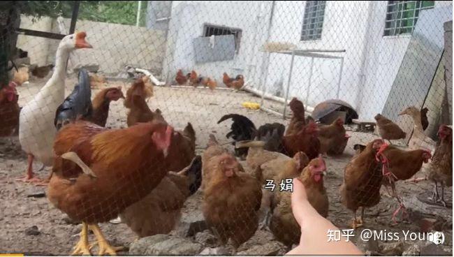 如何评价@野生珍妮?-如何评价野生珍妮