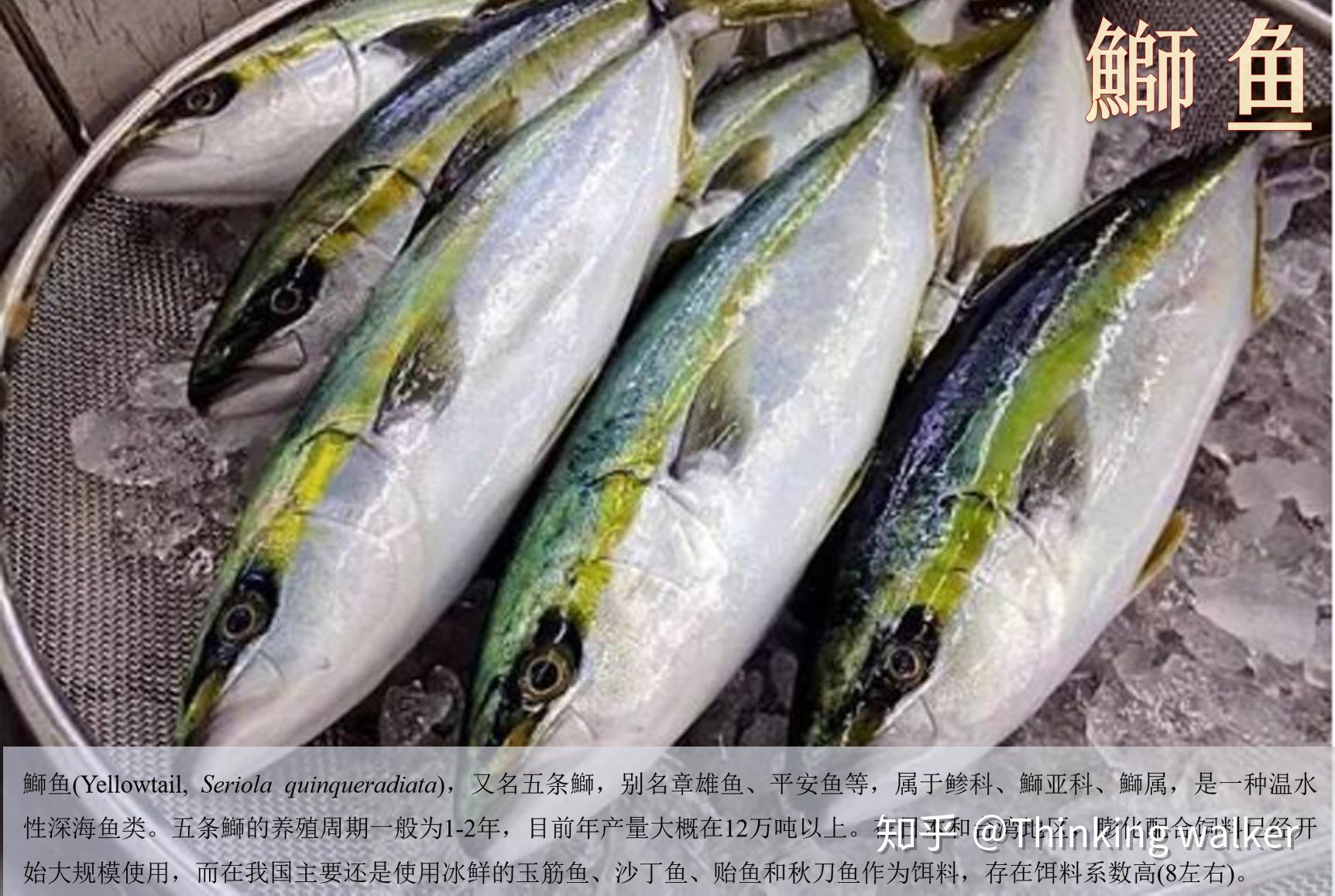 我国常见海水鱼类养殖现状和营养需求（二） - 知乎