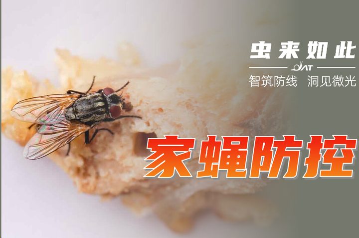 家蝇携带细菌超乎想象，这些要点你需要知道 - 知乎