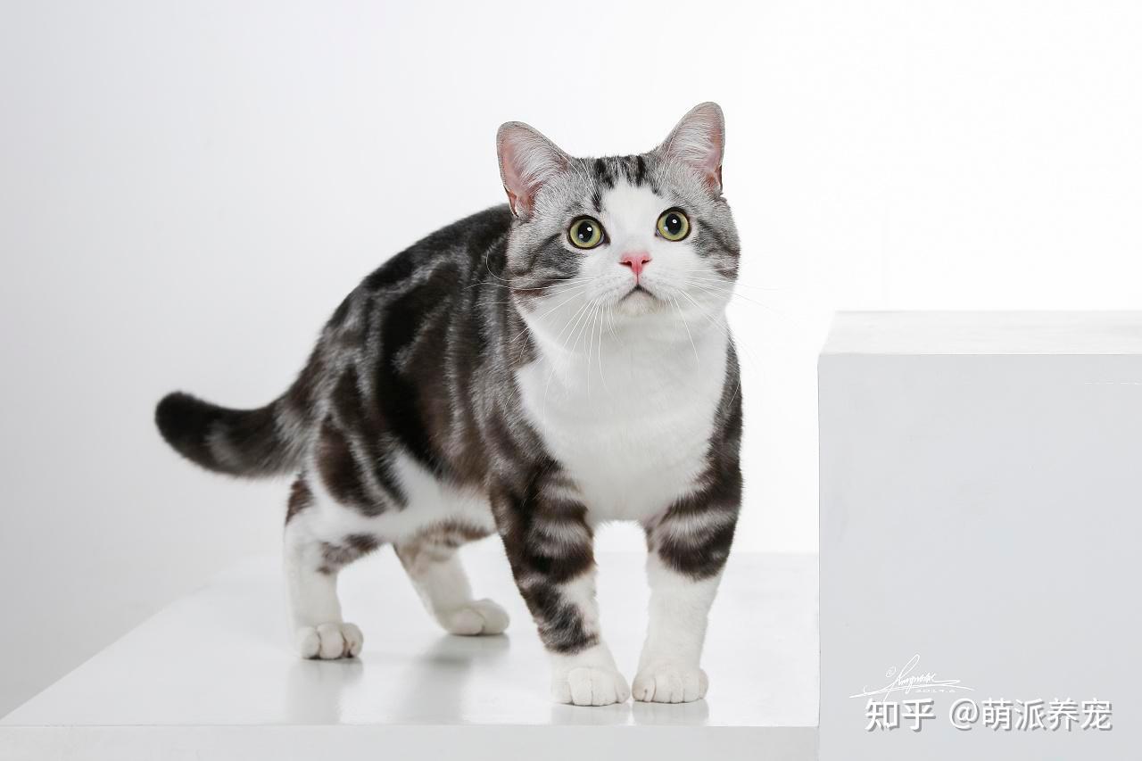 养美国短毛猫是怎样一种体验