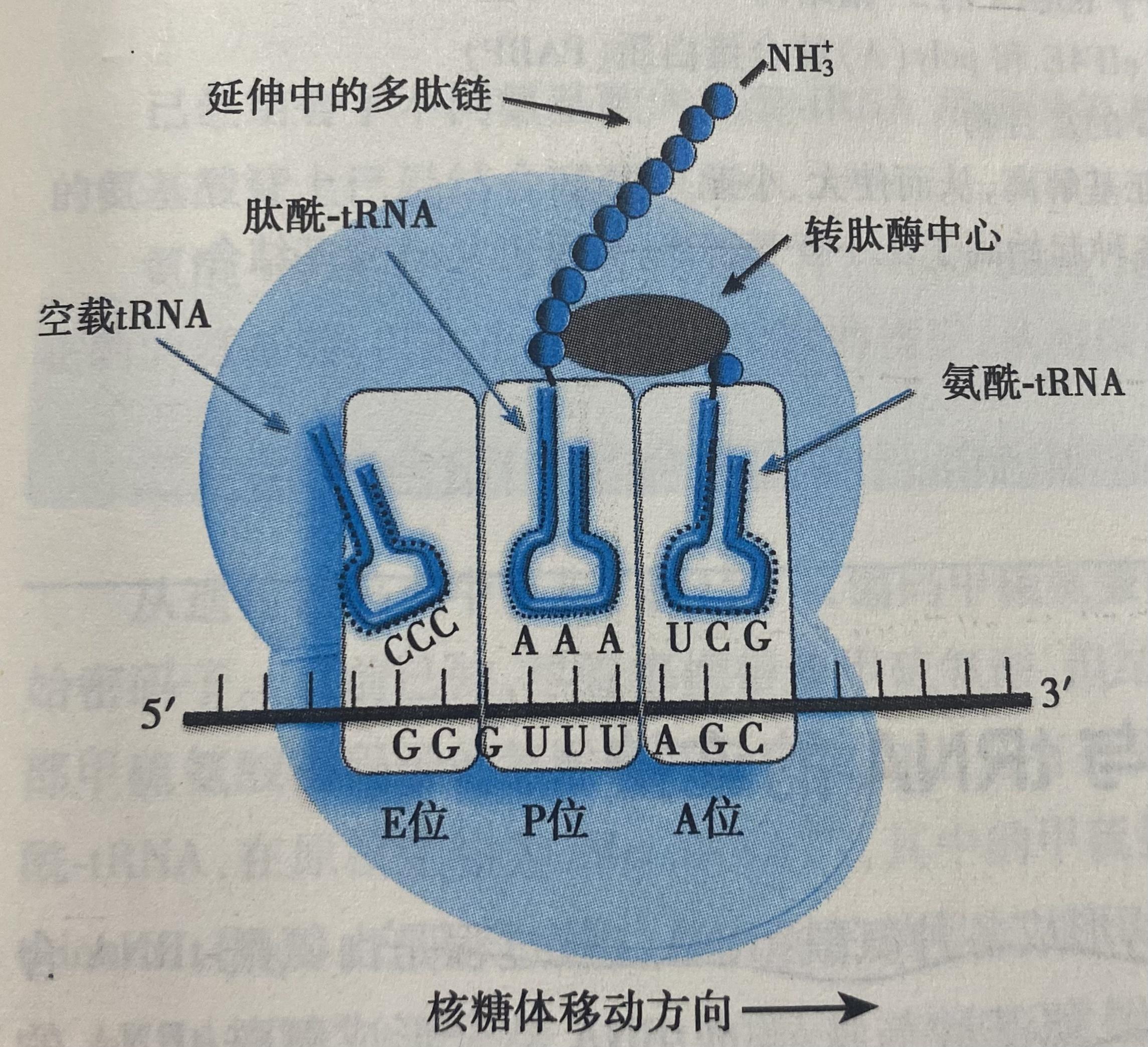 能否详细讲一下复制转录翻译的过程