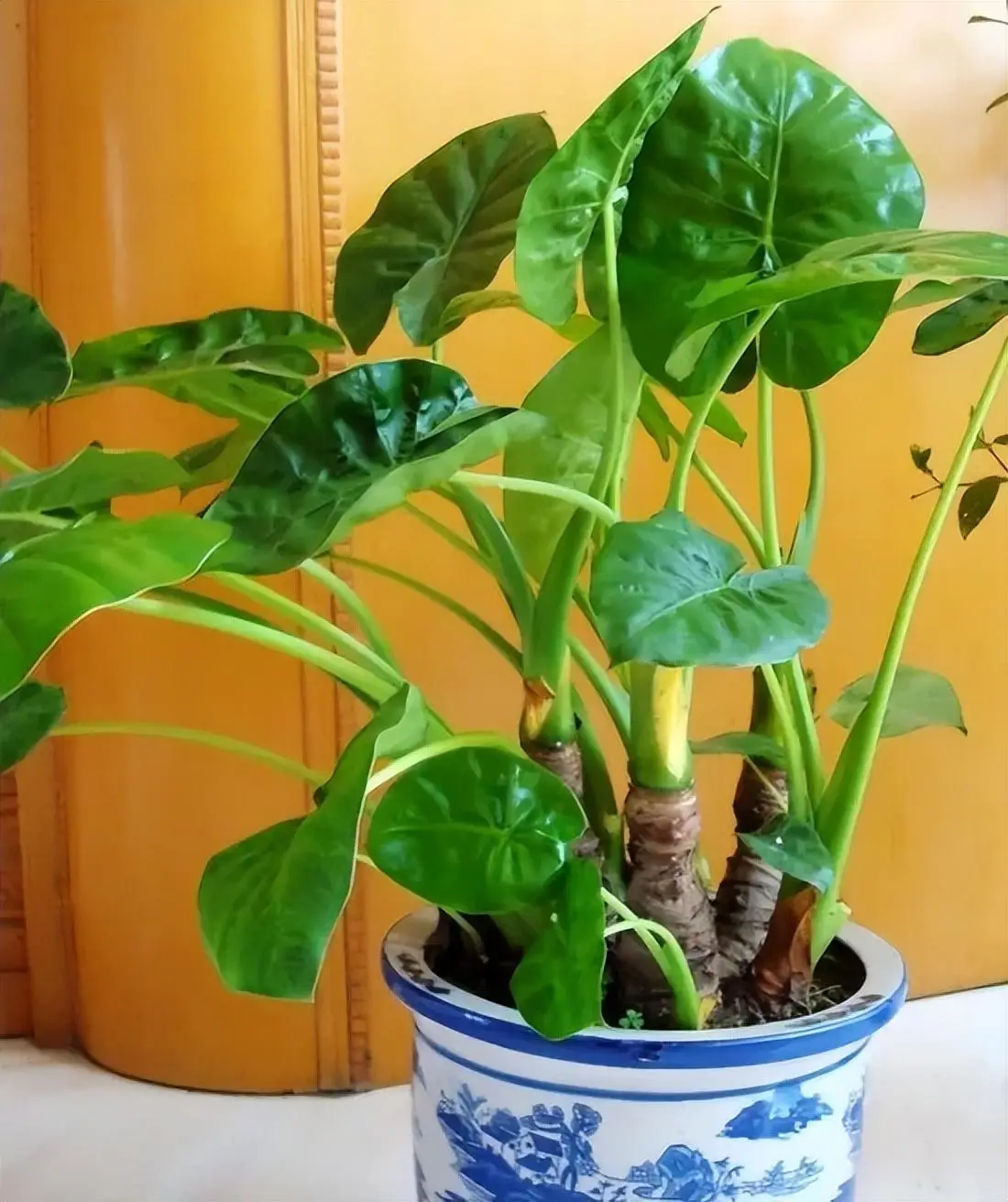 男子因舔家养「滴水观音」后被紧急送医，这是什么植物？生活中还有哪些常见但有毒的植物？