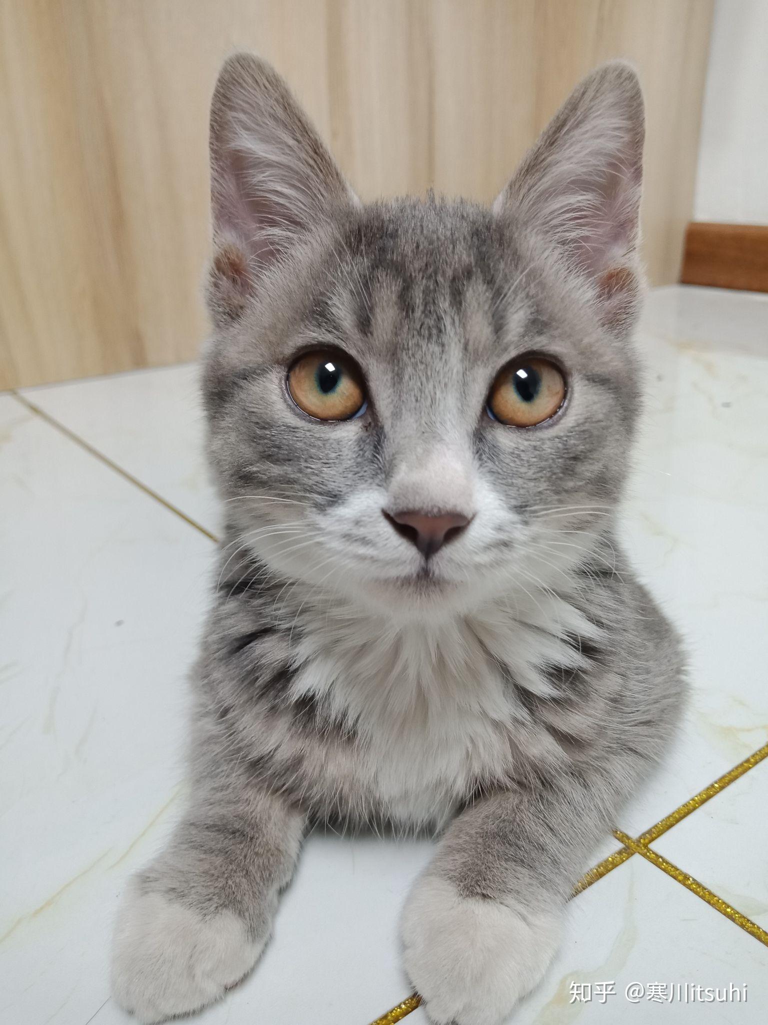 灰色狸花猫罕见吗? - 知乎