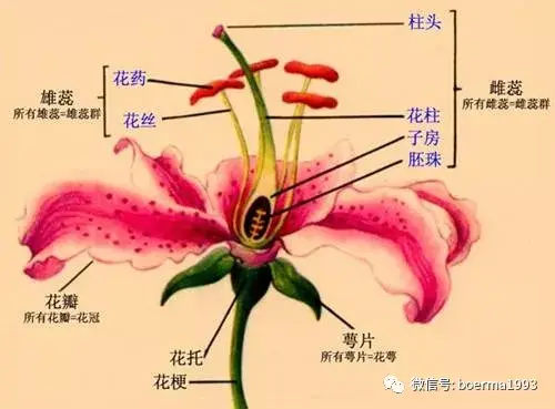 花的形态与结构 - 知乎