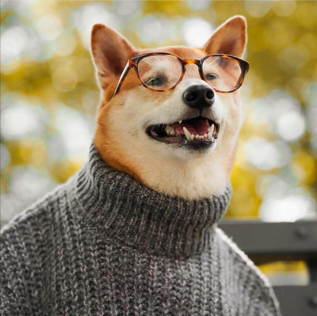 有不有和这个头像能对应的狗狗的情侣头像