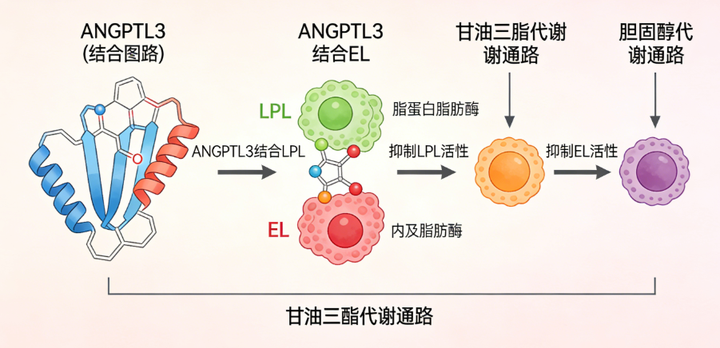 卡梅德生物：ANGPTL3(血管生成素样蛋白3)——从机制解析到代谢疾病治疗新突破 - 知乎
