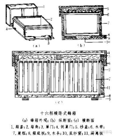 蜂箱的尺寸会对蜜蜂的健康状况产生什么影响?