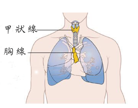 胸腺照片图片