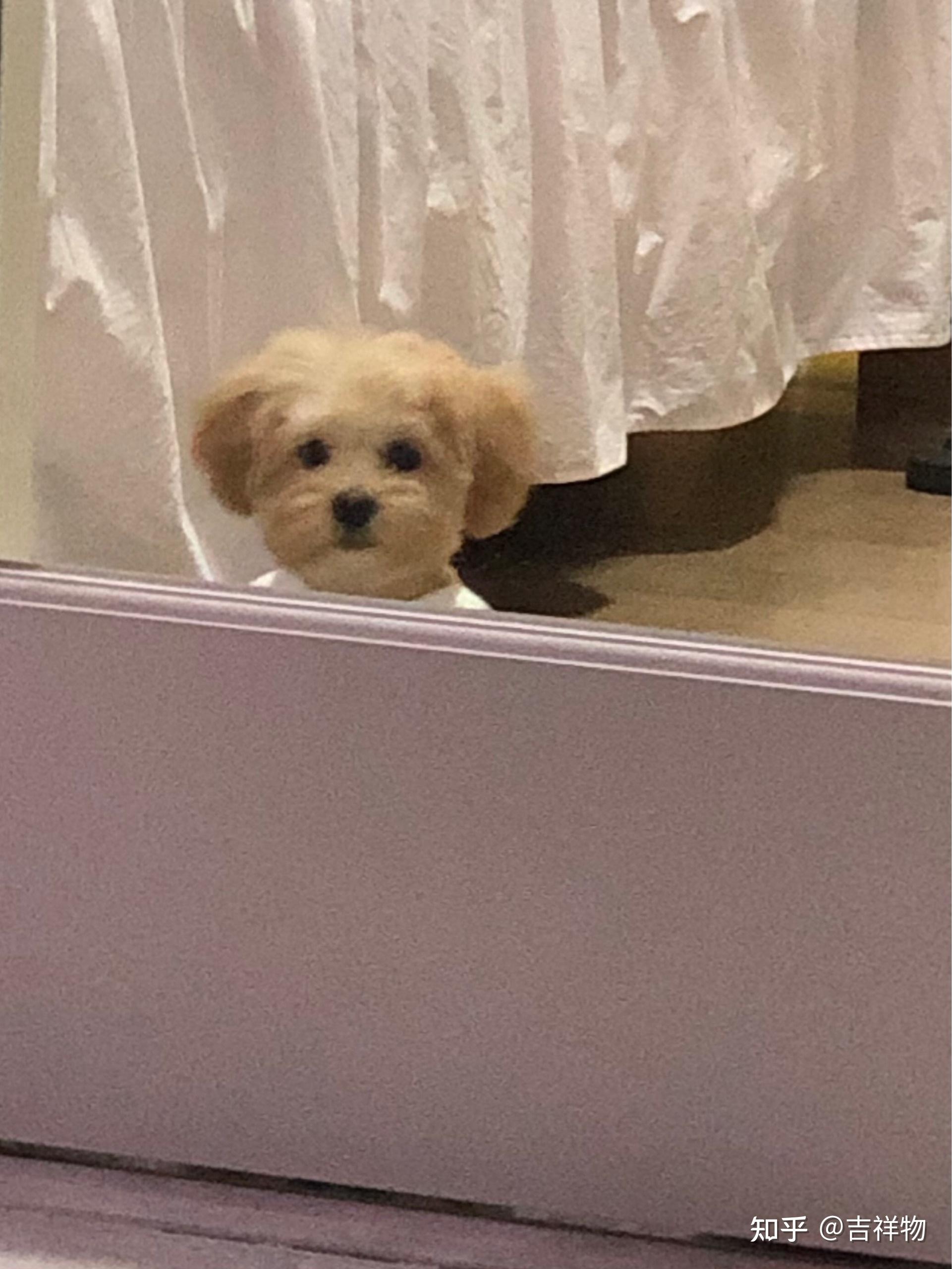 什么时候你觉得你家狗子是一只心机狗? - 知乎