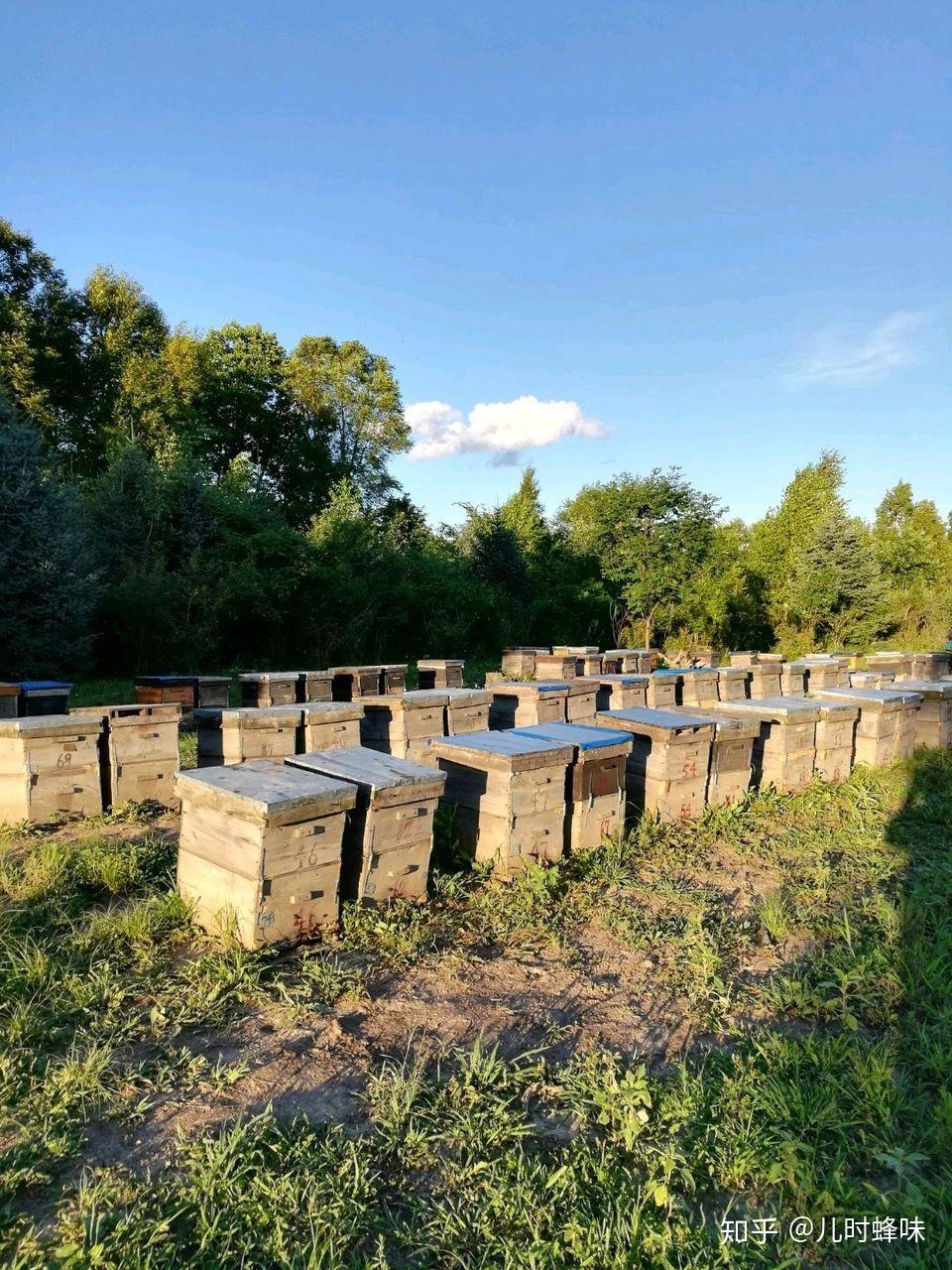 小孩吃蜂蜜的视频(小孩吃蜂蜜的视频播放) 小孩吃蜂蜜的视频(小孩吃蜂蜜的视频播放)