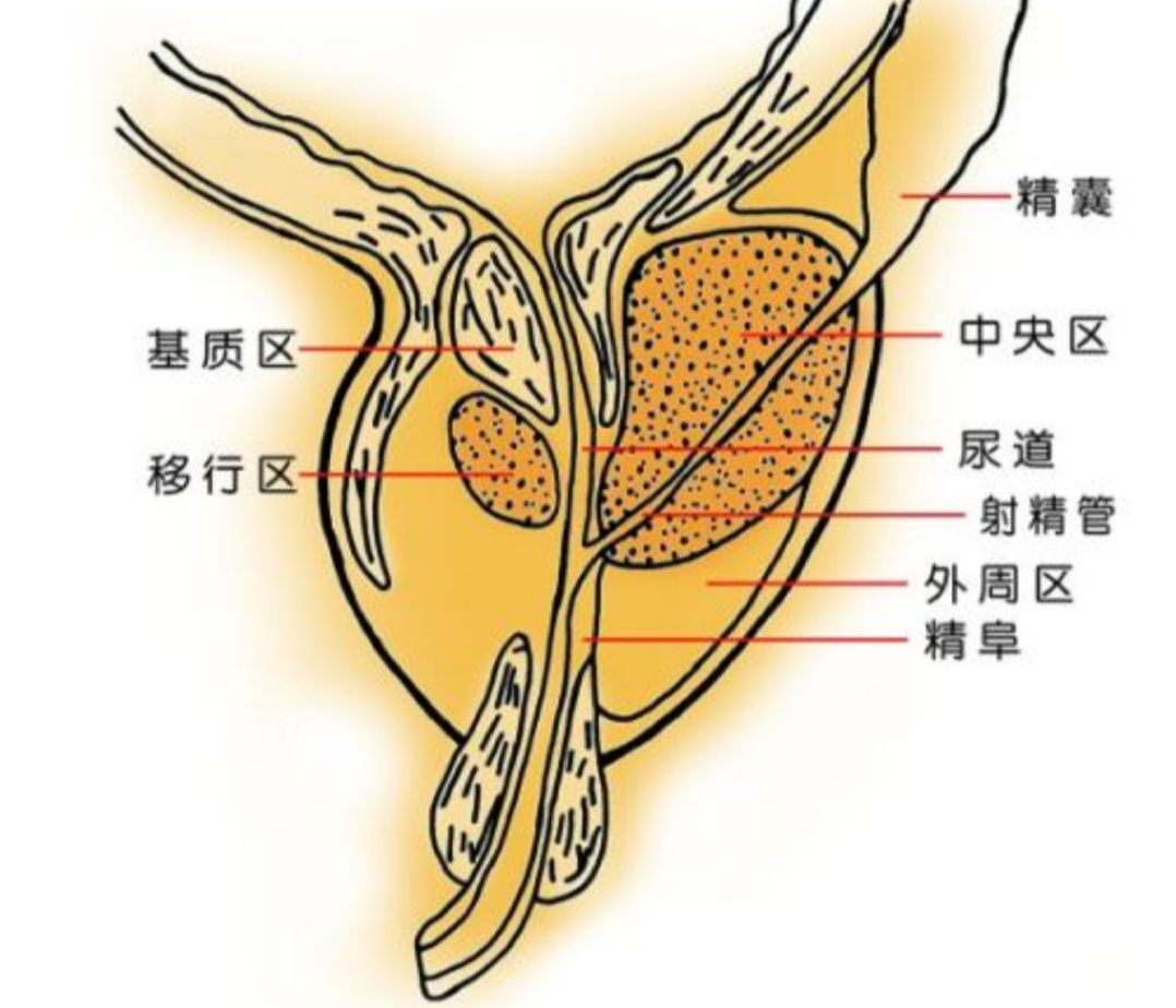 前列腺位置在哪里图片图片