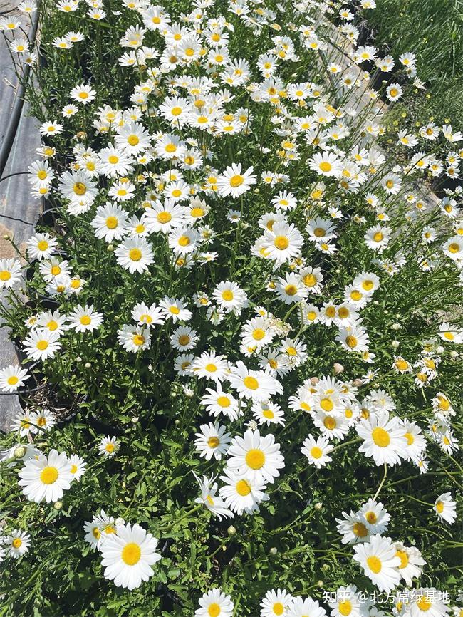 大滨菊秋冬季节如何管理? - 知乎