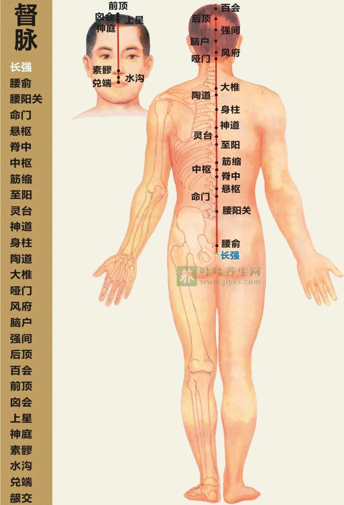 阳纲的准确位置图作用图片