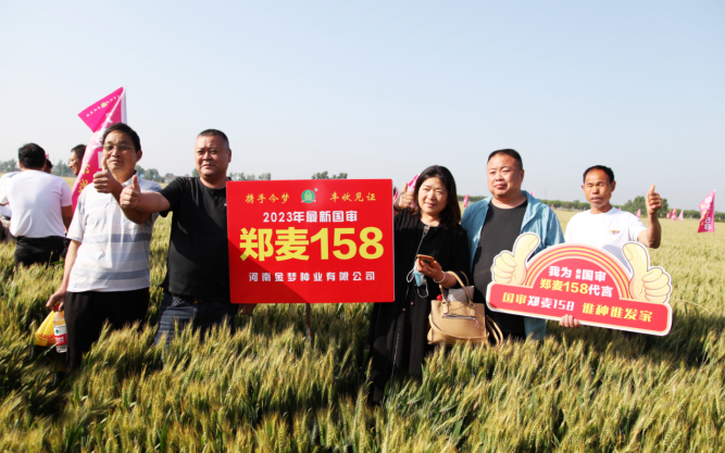 据杨攀介绍,郑麦 158 是 2019 年通过河南省审定,2022 年完成国家生产