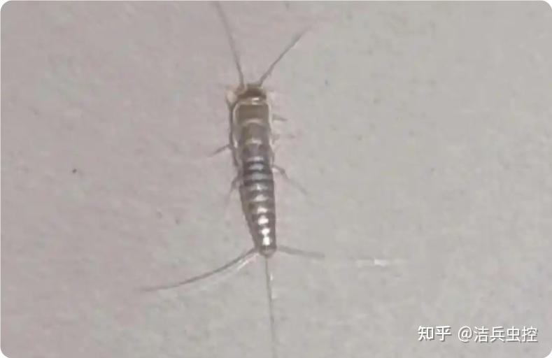 衣服在柜子里放久了,今天拿出来发现上面有米白色虫卵,请问这是什么虫