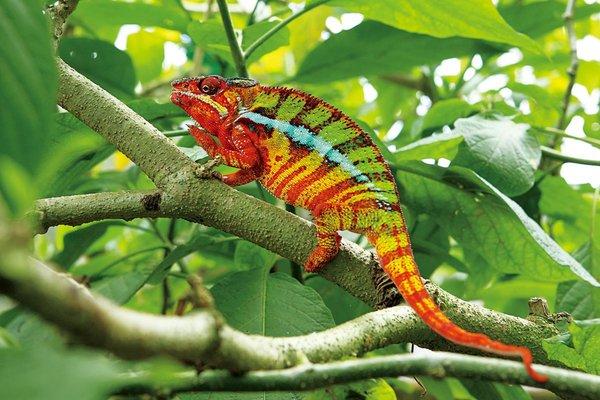 马达加斯加独有动物之形态各异的变色龙