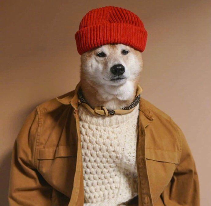 知乎大神有没有跟这个类似的柴犬穿衣服的头像