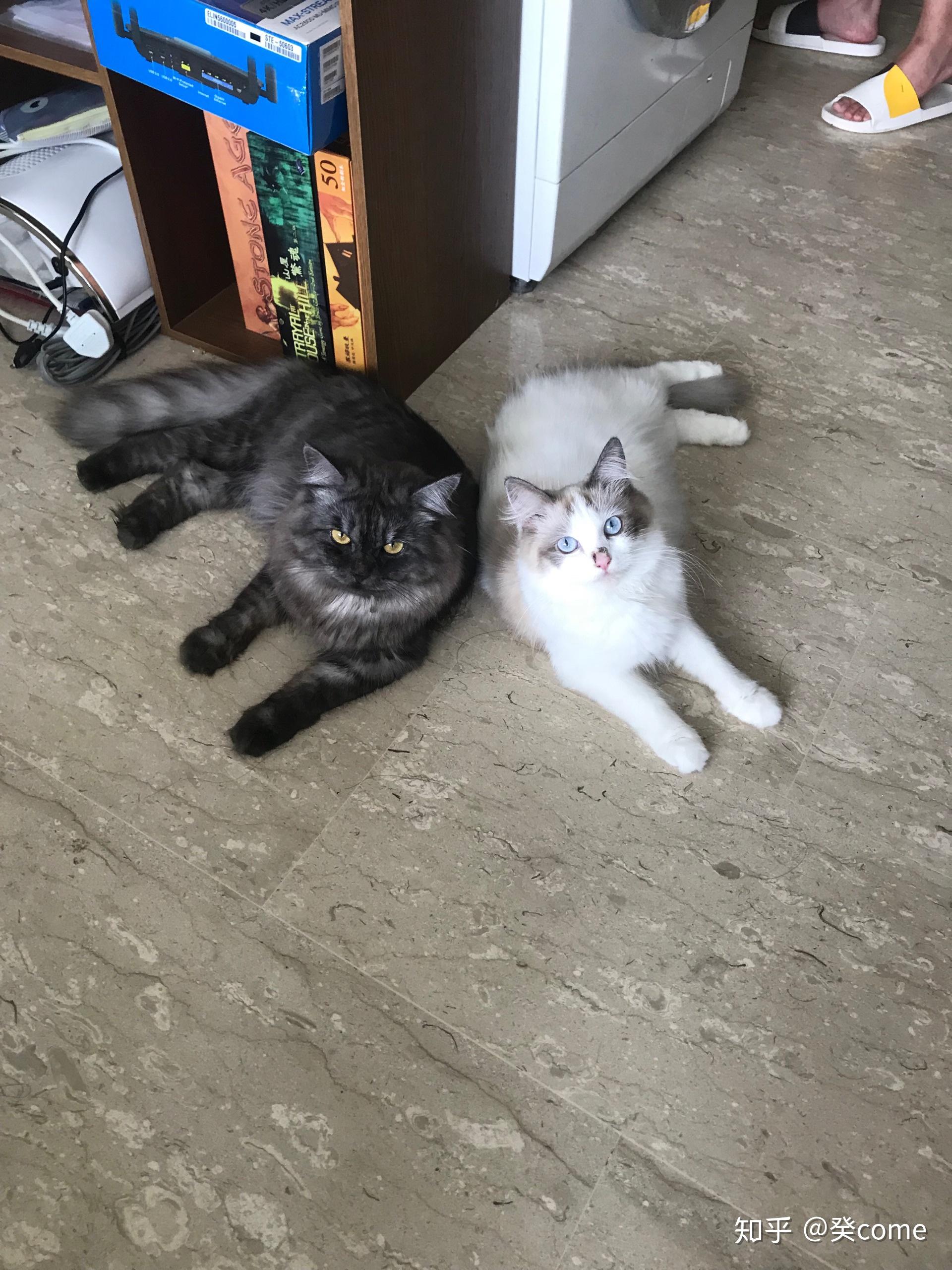 缅因跟布偶杂交的后代长什么样