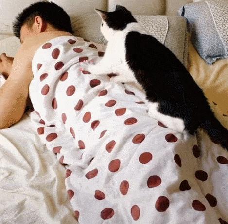 科普:养猫对人有这10个好处,难怪那么多人喜欢养猫 - 知乎