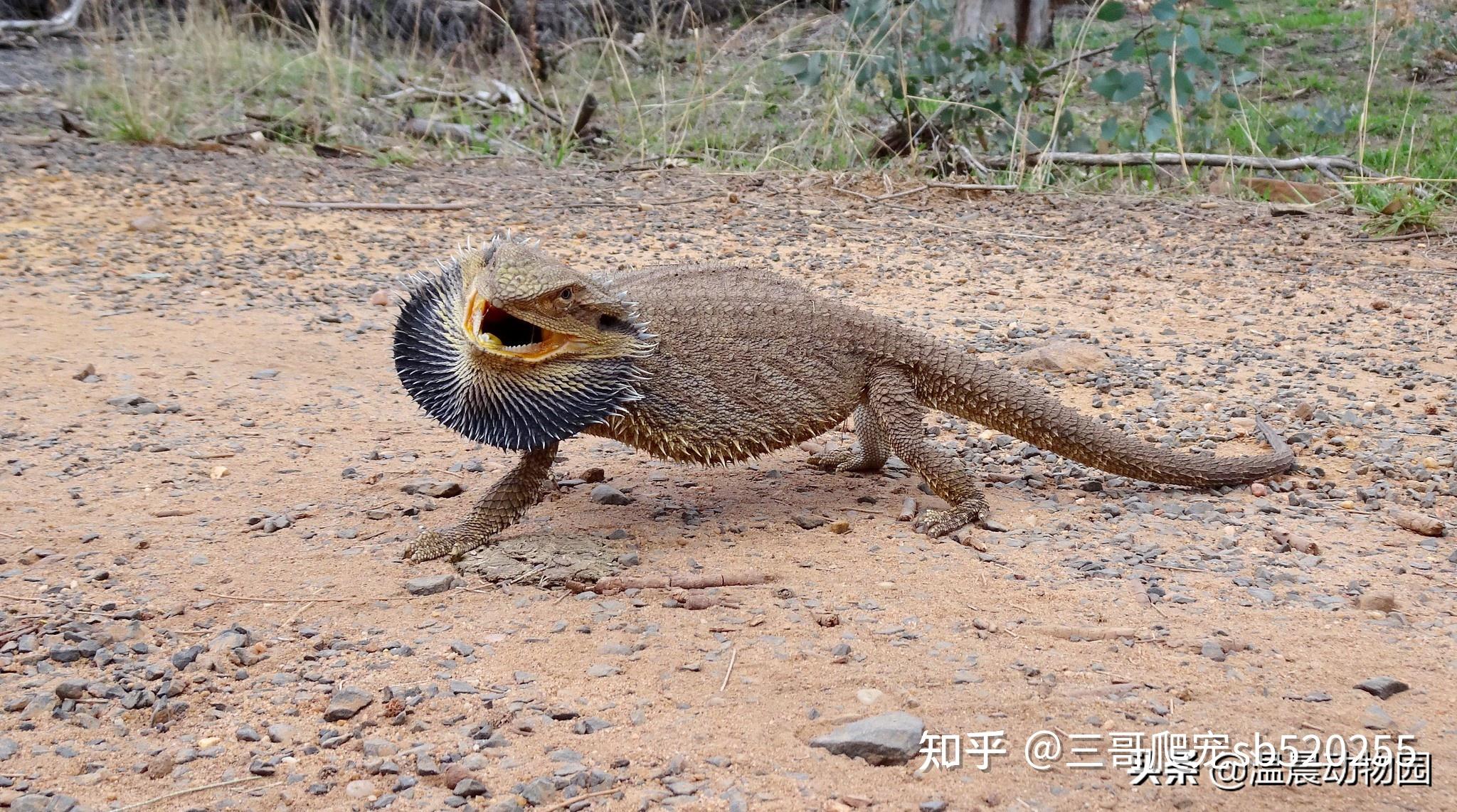 鬃狮蜥好养,但新手也要注意这些 - 知乎