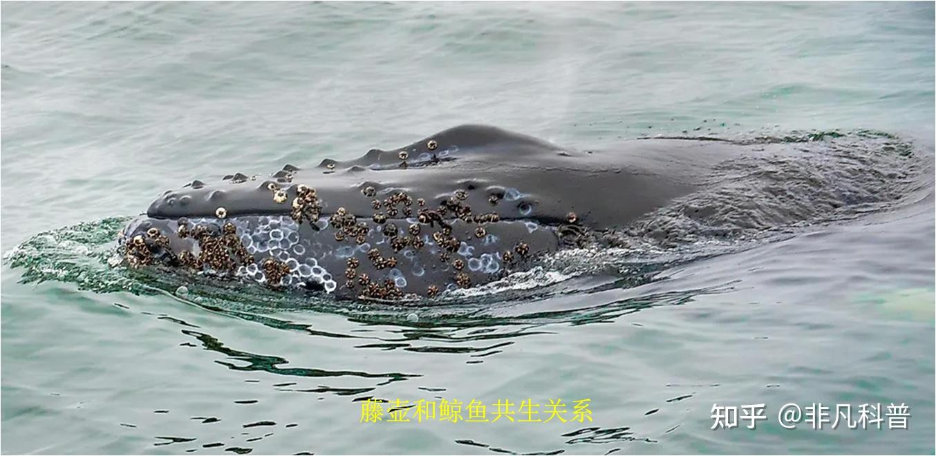 什么是生物共栖关系？看一看自然界中生物共栖关系的10个例子。 - 知乎