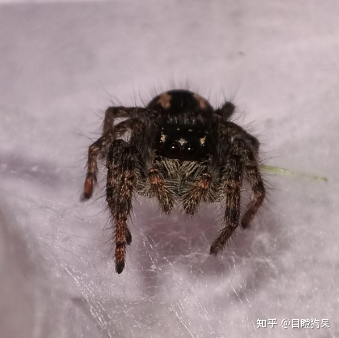 这是什么种类的跳蛛
