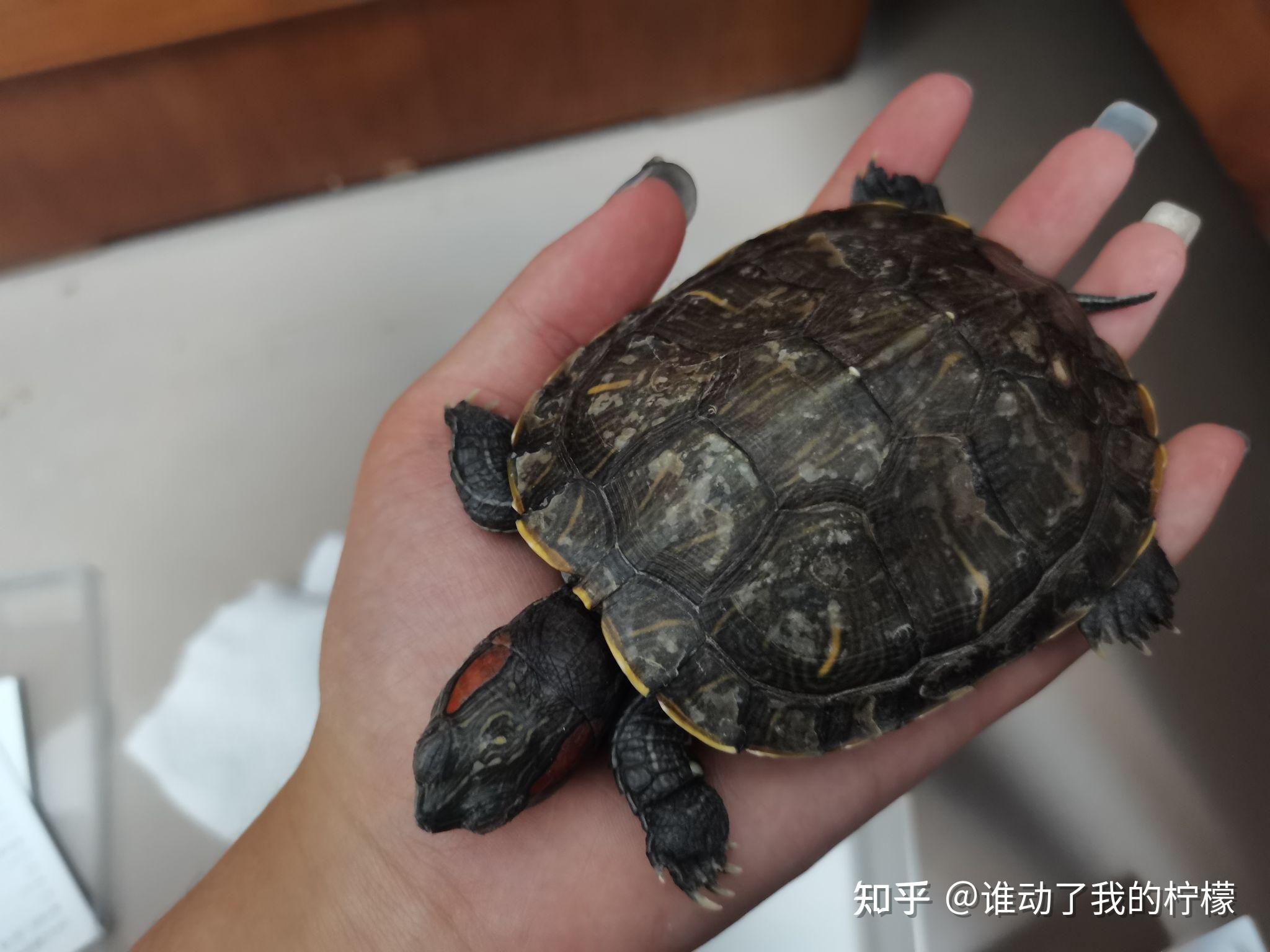 自家乌龟死了,是什么感受? - 知乎