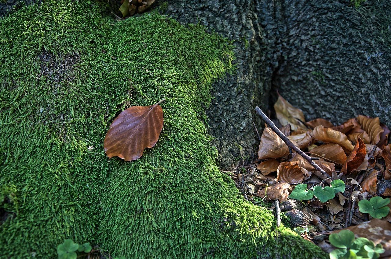 4. 松针速腐技巧