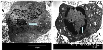 细胞功能性实验篇-细胞增殖和细胞凋亡 - 知乎