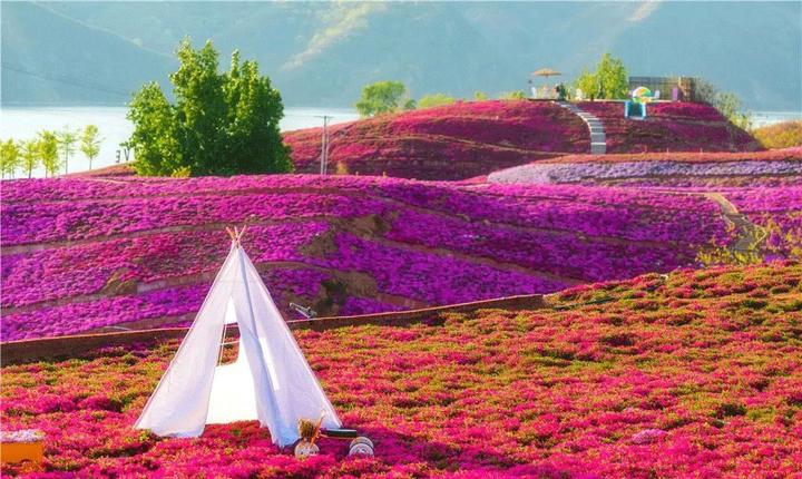 家鄉美景遷西雨花谷芝櫻花海