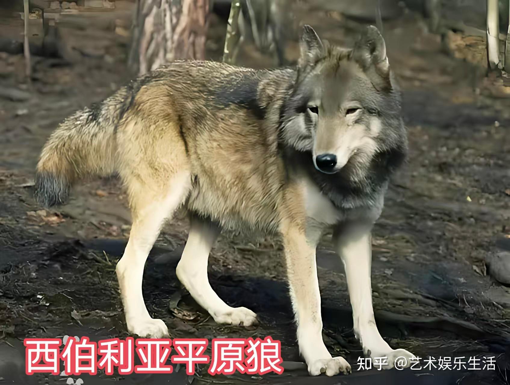 灰狼的40个亚种,它们曾经辉煌的生活在世界的各个角落 - 知乎