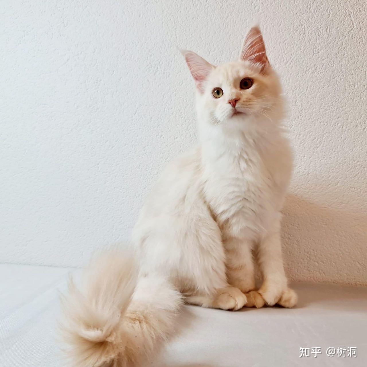 听说凯米尔缅因很少见可以给我看看你们的凯米尔色缅因猫吗