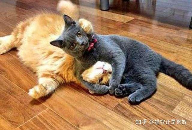 这些猫咪性冷知识,你可能还不知道 - 知乎