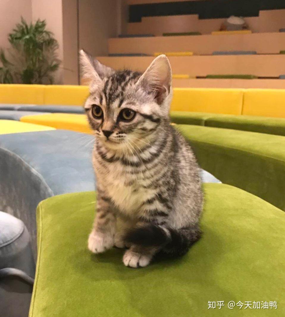 有人知道豹猫跟美短能生出来啥嘛