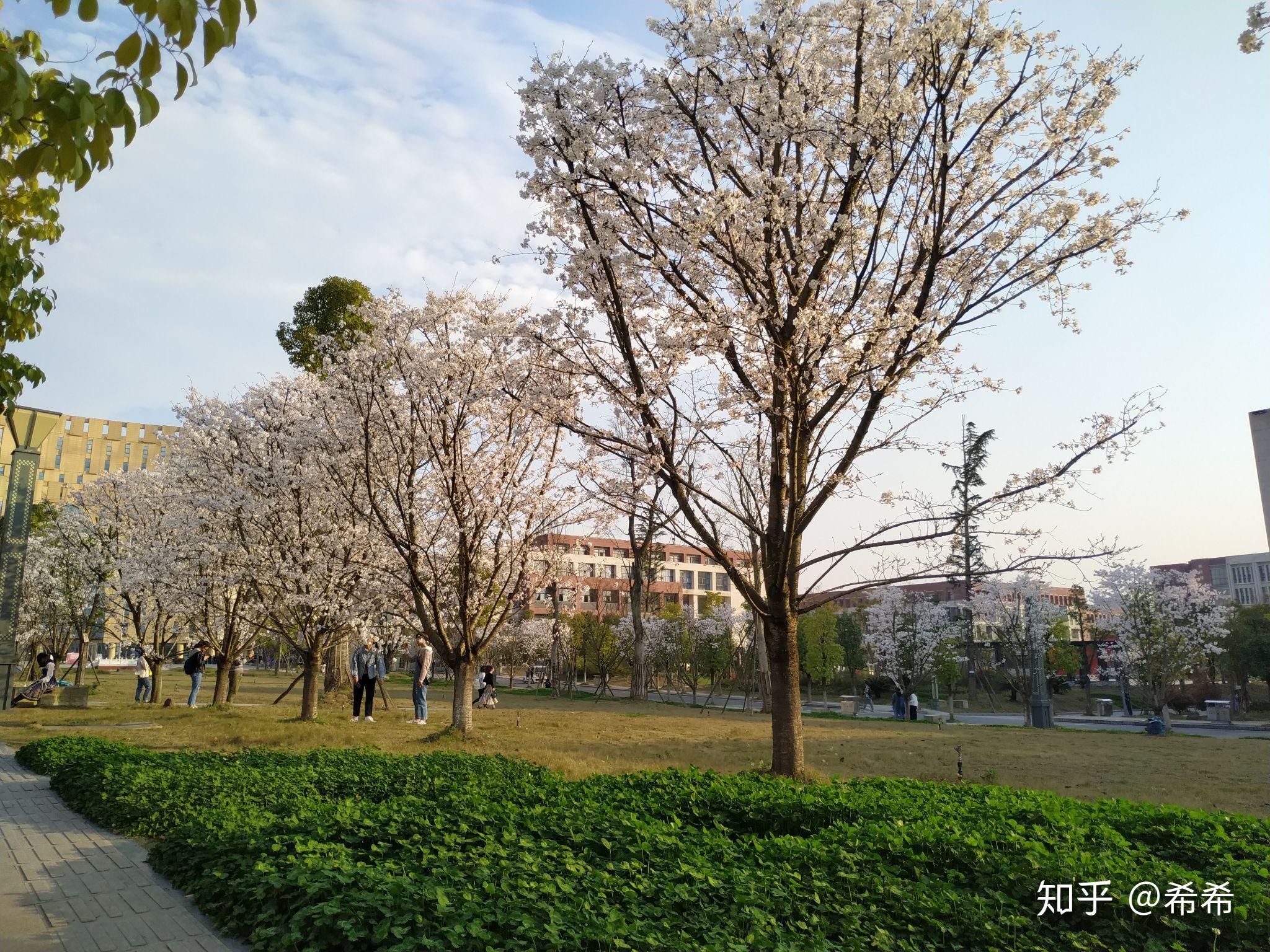 遵义师范学院校花图片