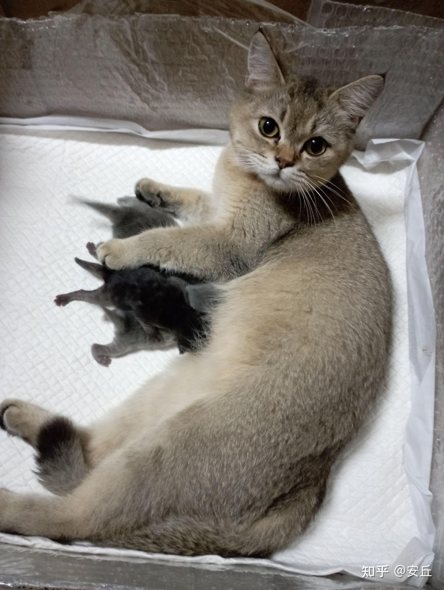 请问蓝猫和金渐层配,会有什么结果? - 知乎