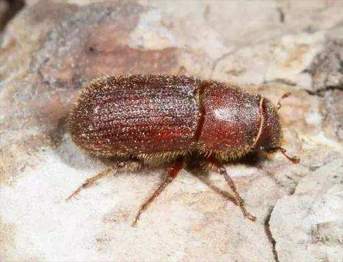 汪曾祺书里的豆壳虫是什么虫子? - 知乎