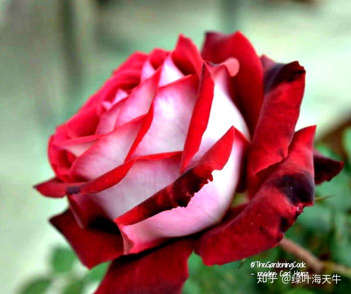 奥西利亚玫瑰(月季)迷云. 这种花真的存在吗? - 知乎