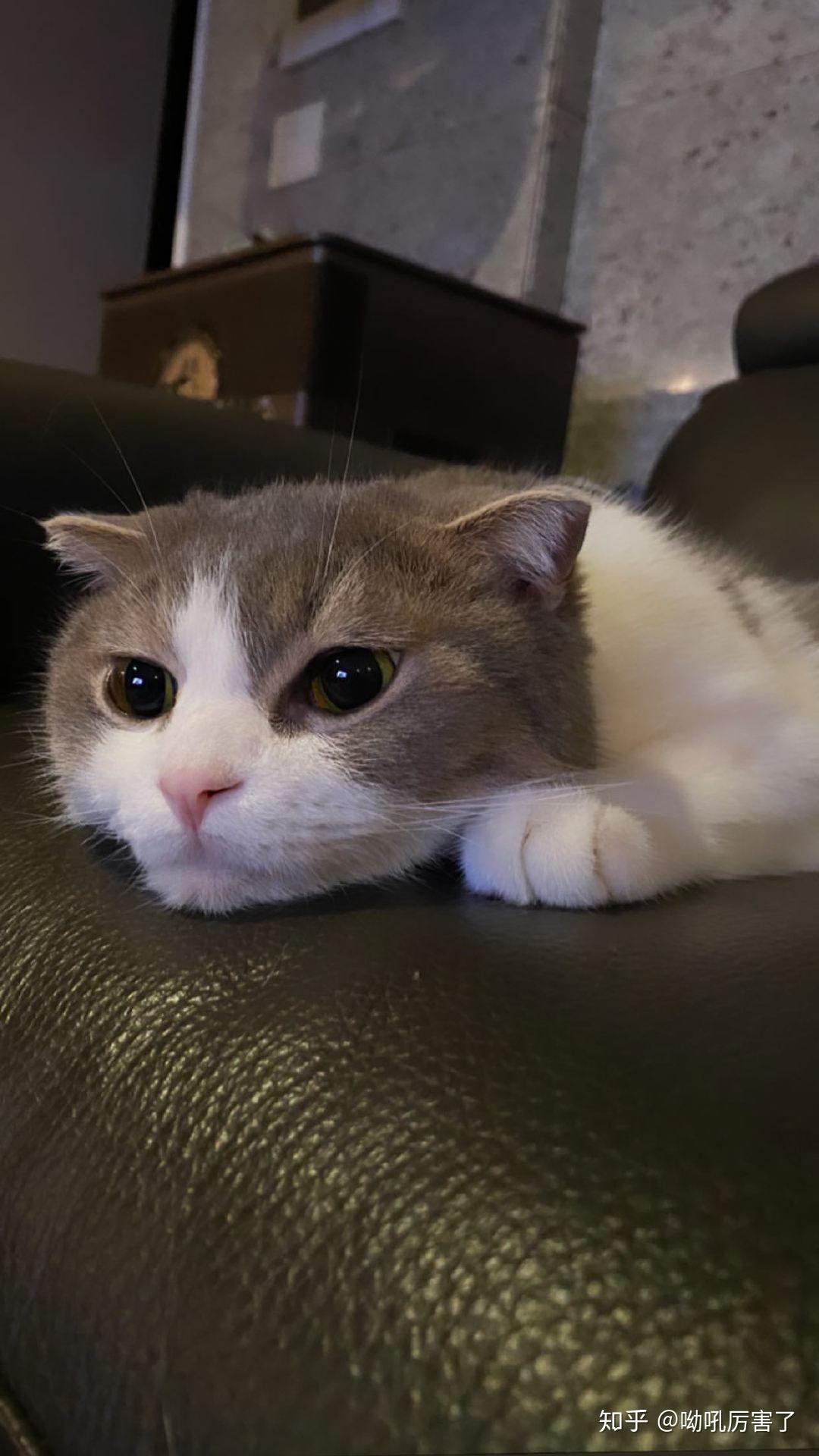 能介绍一下lisa的猫吗? - 知乎