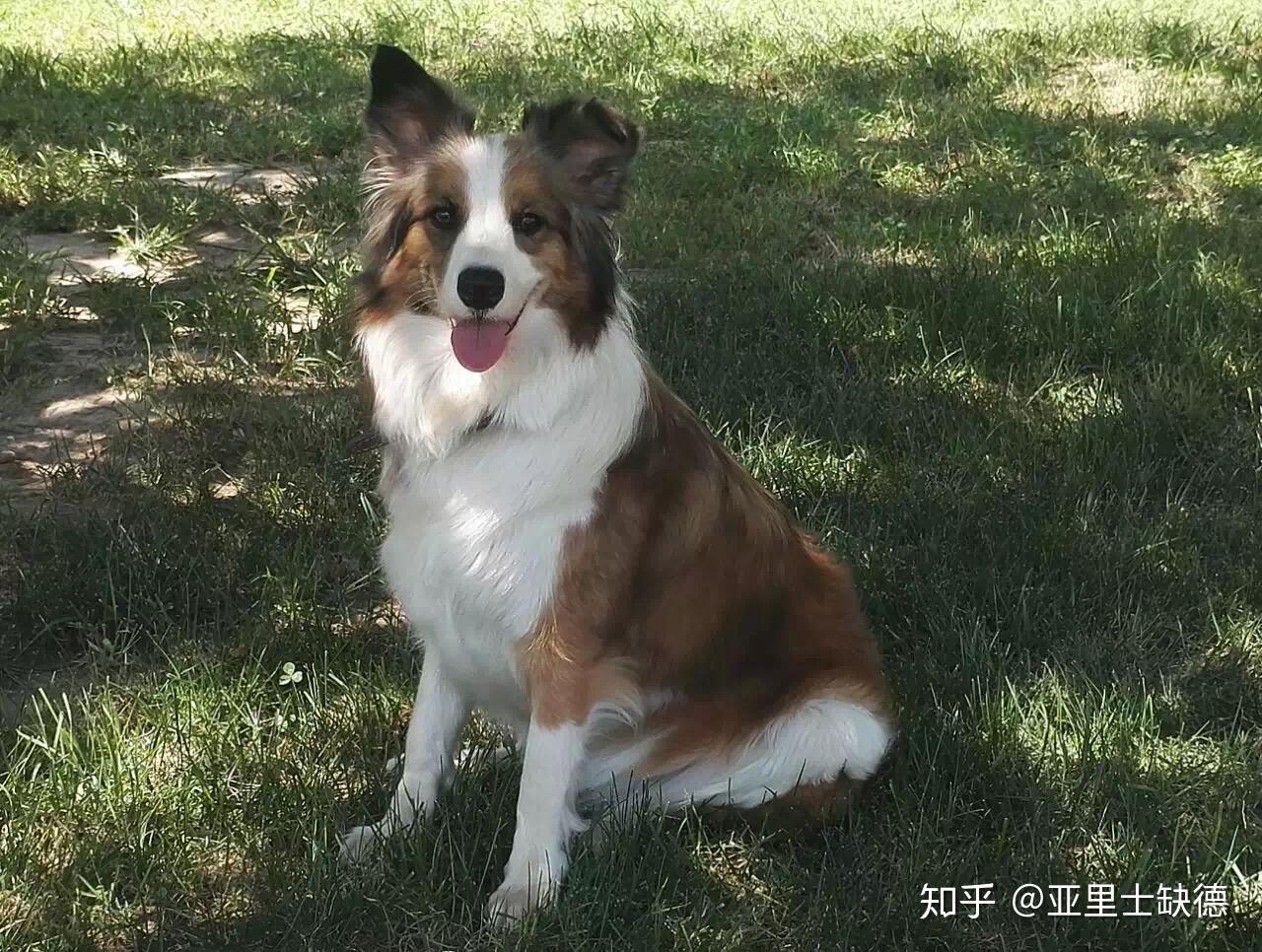 貂色边牧是不是比陨石还少,长大颜色会变吗? - 知乎