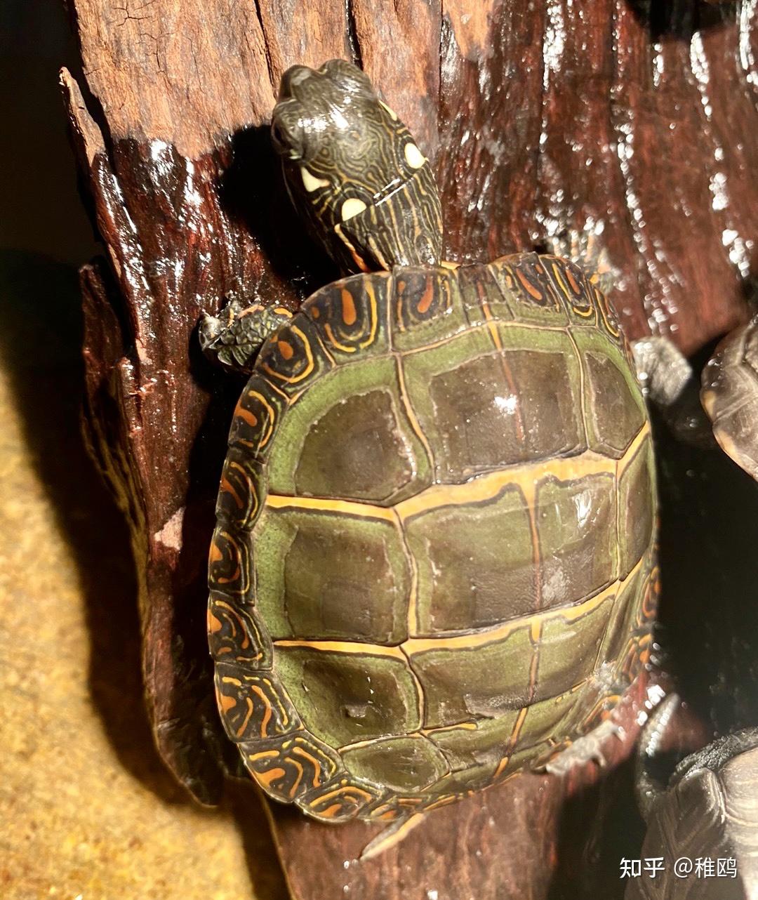 东锦龟这样的是不是种不纯? - 知乎