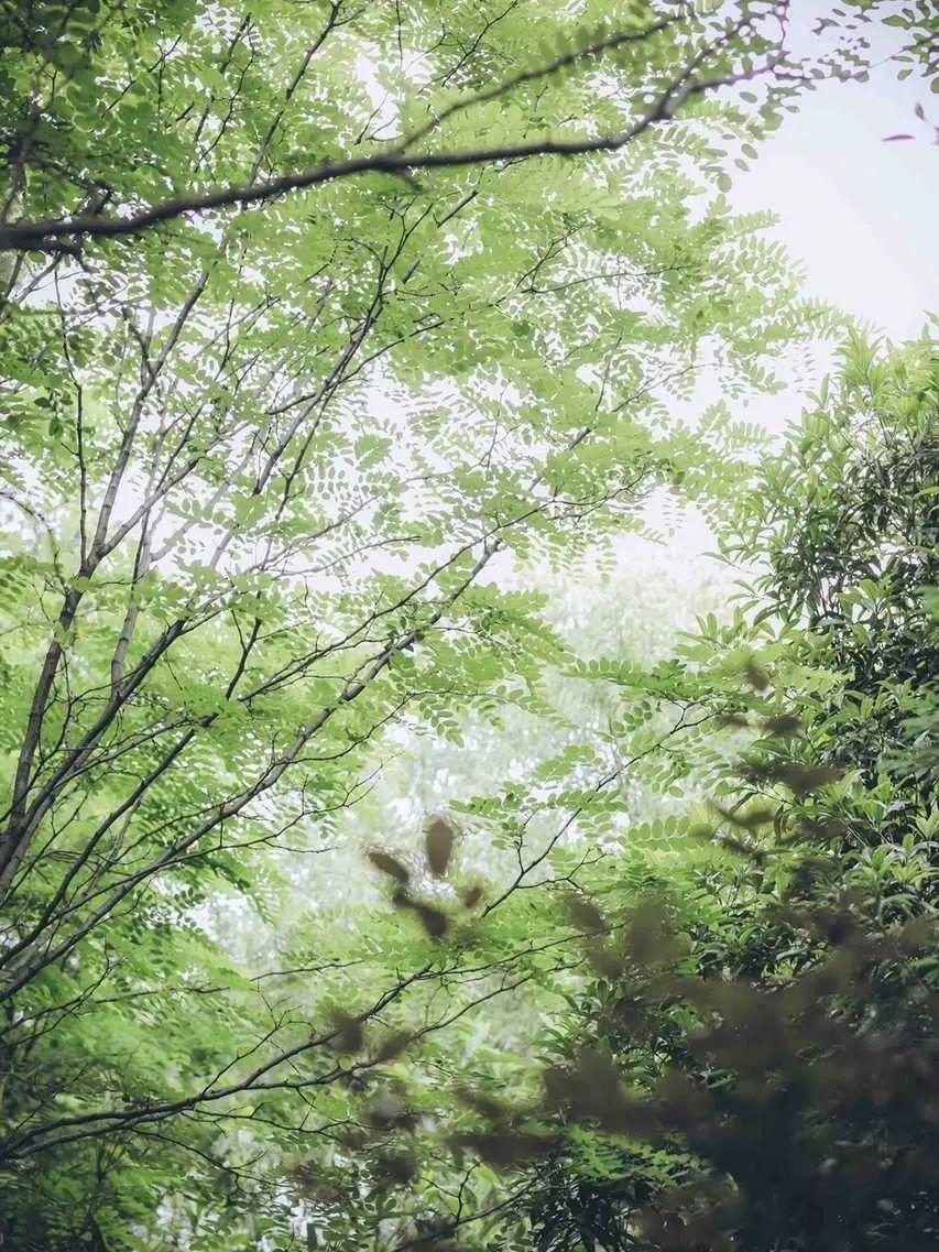 有什么美到极致的绿色壁纸?(绿色壁纸好看卡通动漫)