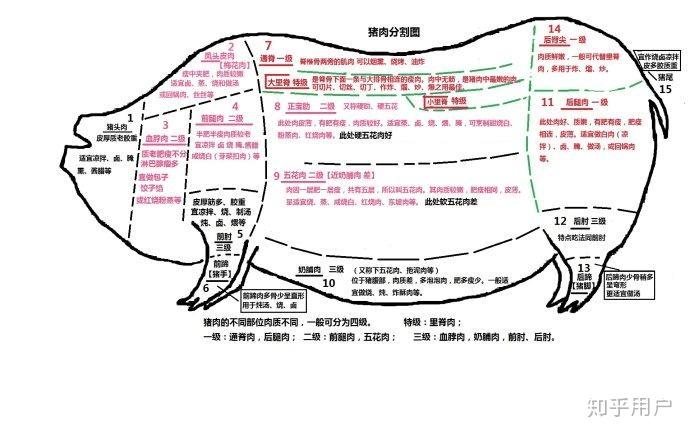 豬頸肉梅肉血脖肉槽頭肉上腦都是豬身上什麼部位的肉