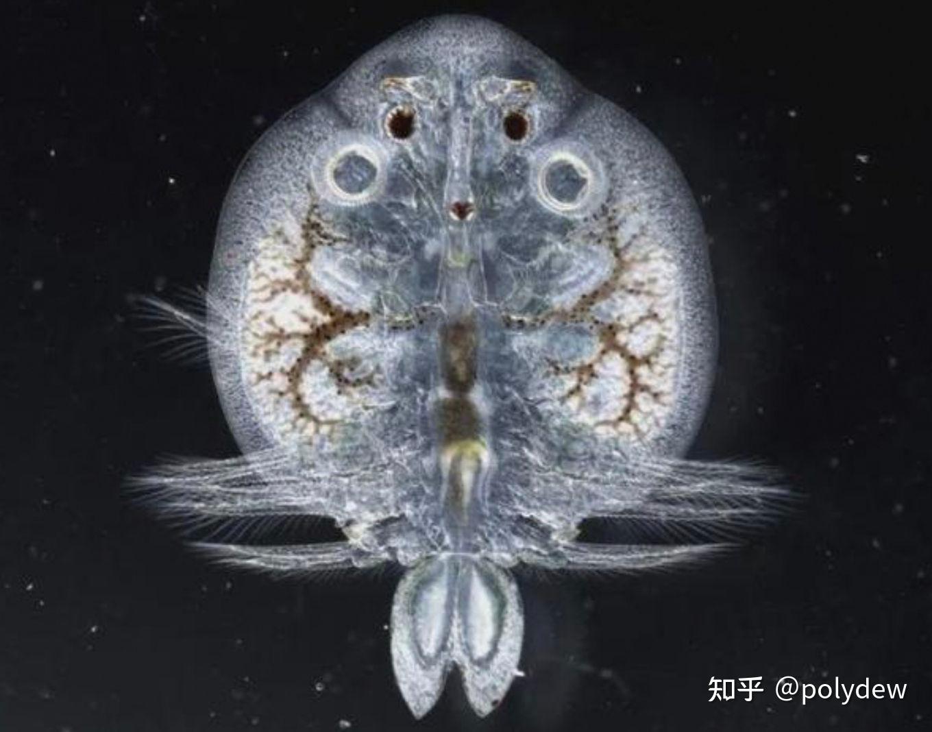 水族饲养 水族箱 海水微型缸养鱼 水族 鱼缸中突然出现圆片状虫子,会