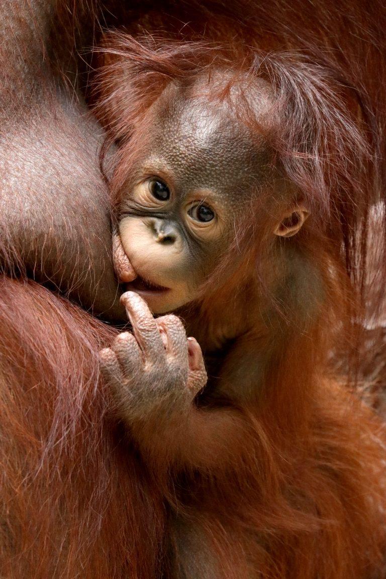 丁真竖中指的图片是怎么回事真的是藏族友好手势吗