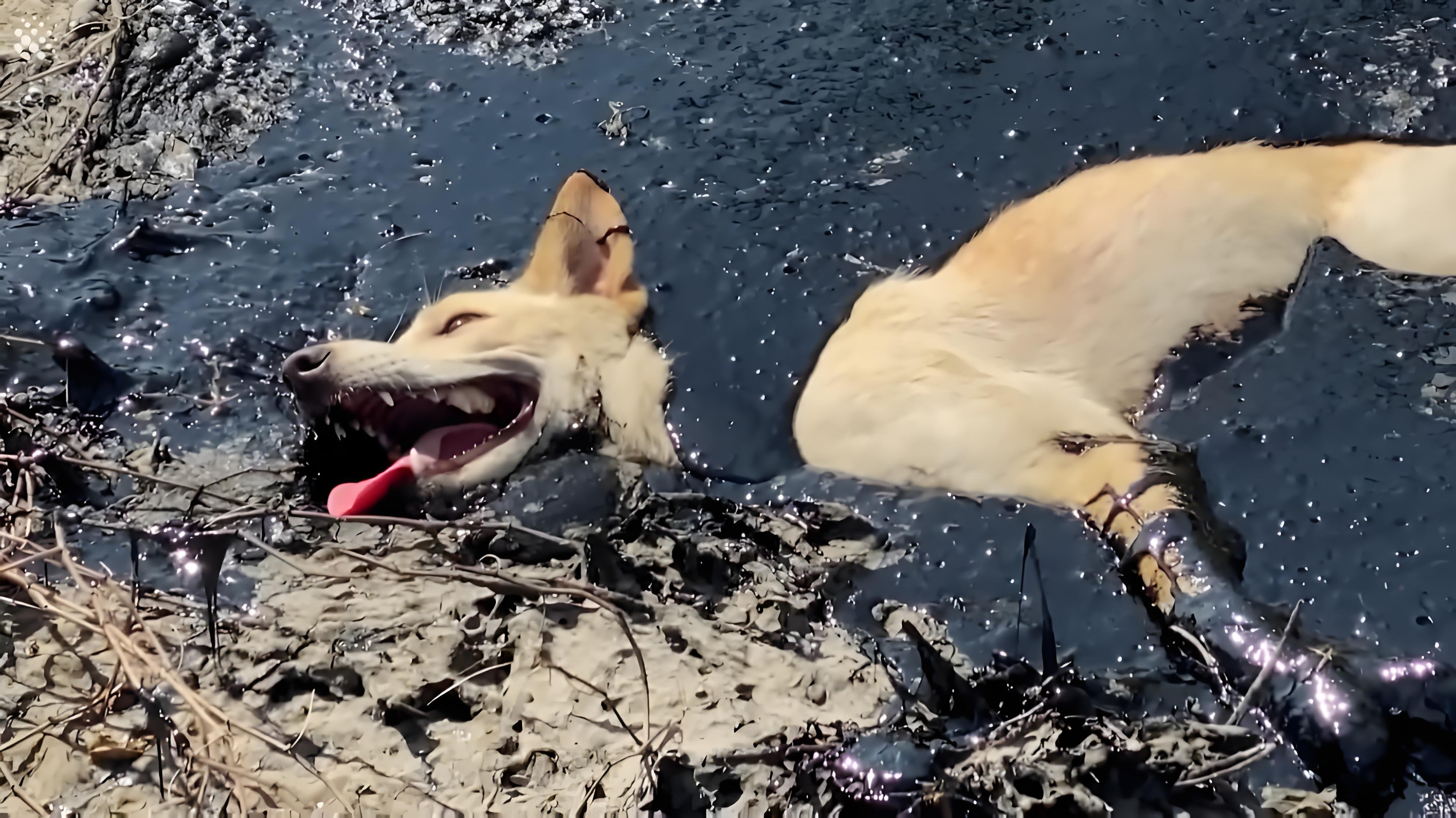 流浪狗被困滚烫沥青中好心人全力救援最后结局很暖心