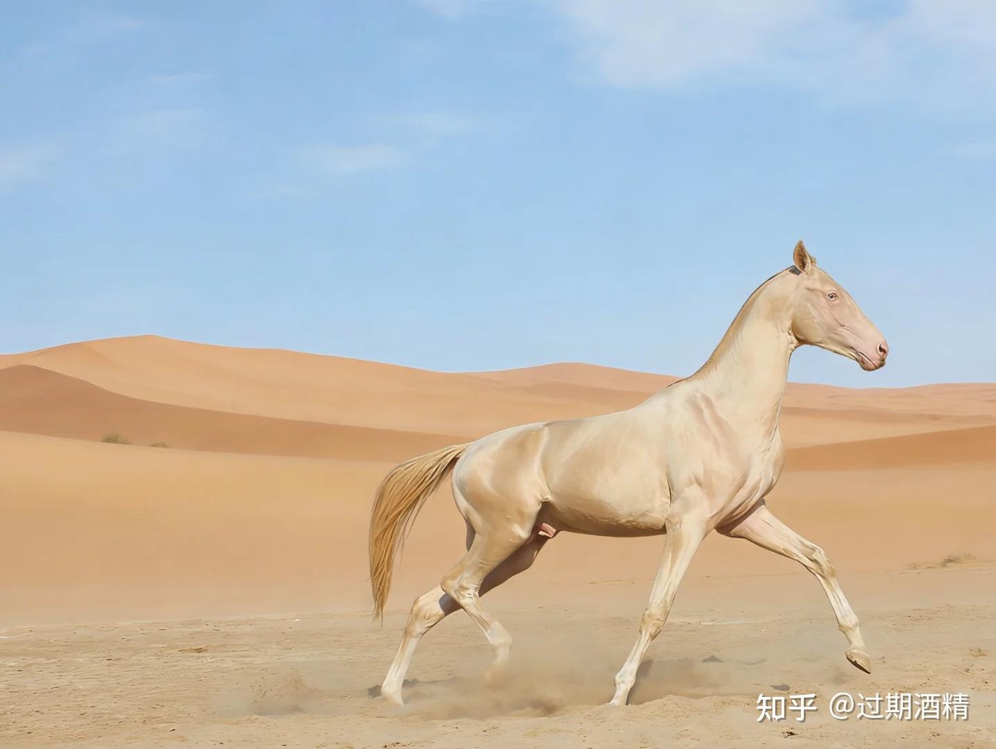 如果赤兔马、的卢马、昭陵六骏和汗血宝马举办一场跨时空赛马,你觉得谁会夺冠? - 知乎