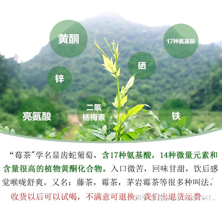 張家界杜仲茶茅巖莓茶怎麼樣哪裡可以買到正宗的