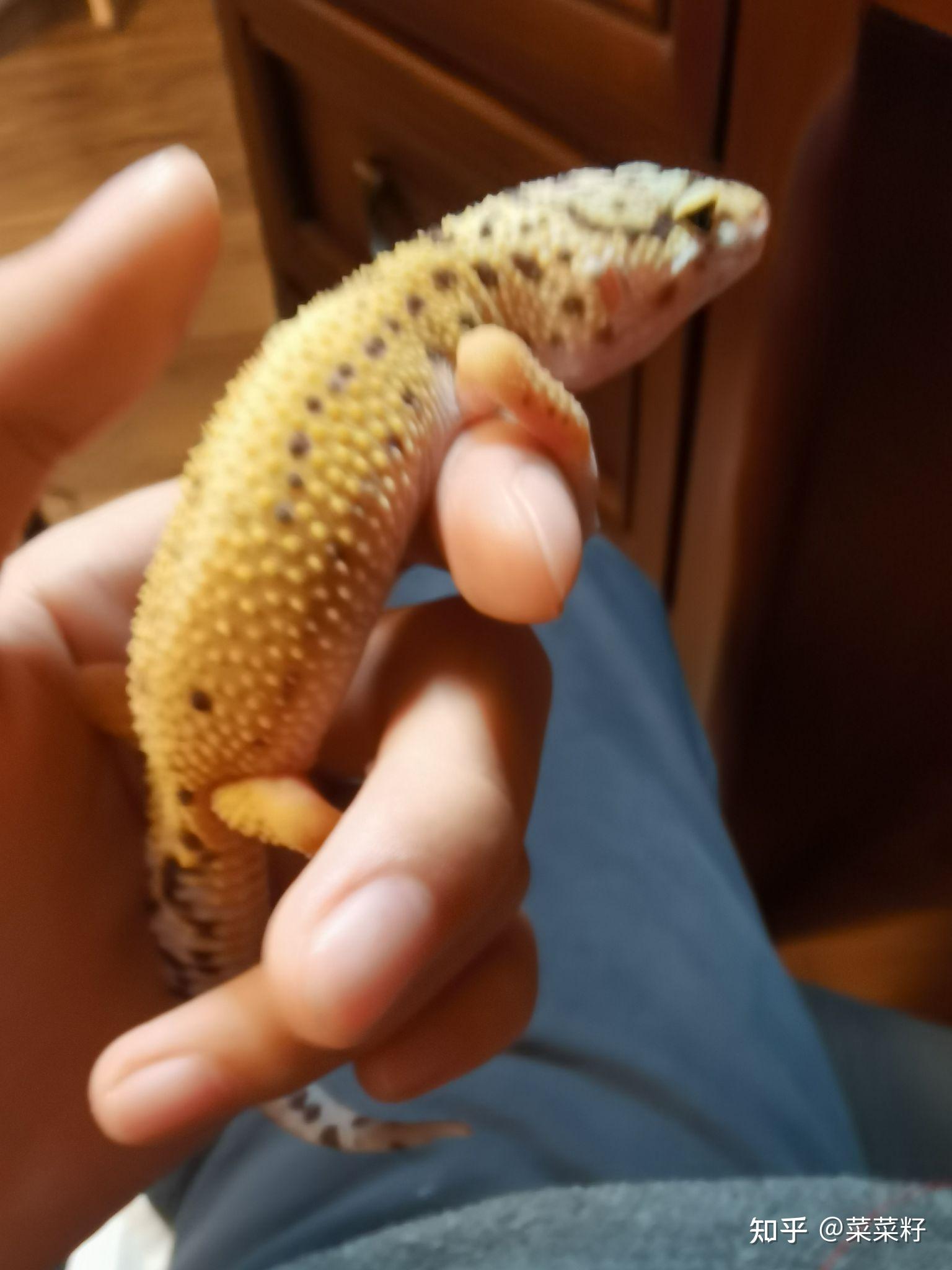 怎么和豹纹守宫培养感情? - 知乎